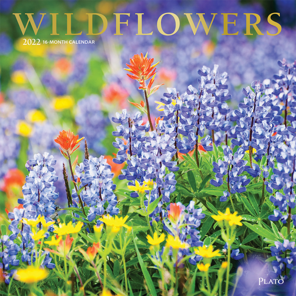 Wildflowers 2022 12 x 12 Inch Monthly Square Wall Calendar with Foil Stamped Cover by Plato, Outdoor Plant Floral