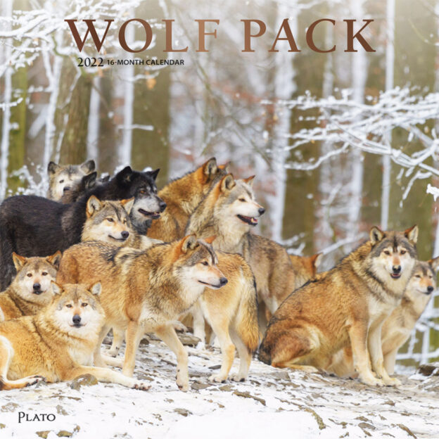 Wolf Pack 2022 12 x 12 Inch Monthly Square Wall Calendar with Foil Stamped Cover by Plato, Wildlife Animals
