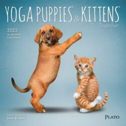 Yoga Puppies & Kittens Together OFFICIAL 2022 7 x 7 Inch Monthly Mini Wall Calendar with Foil Stamped Cover by Plato, Animals Dogs Cats Pets