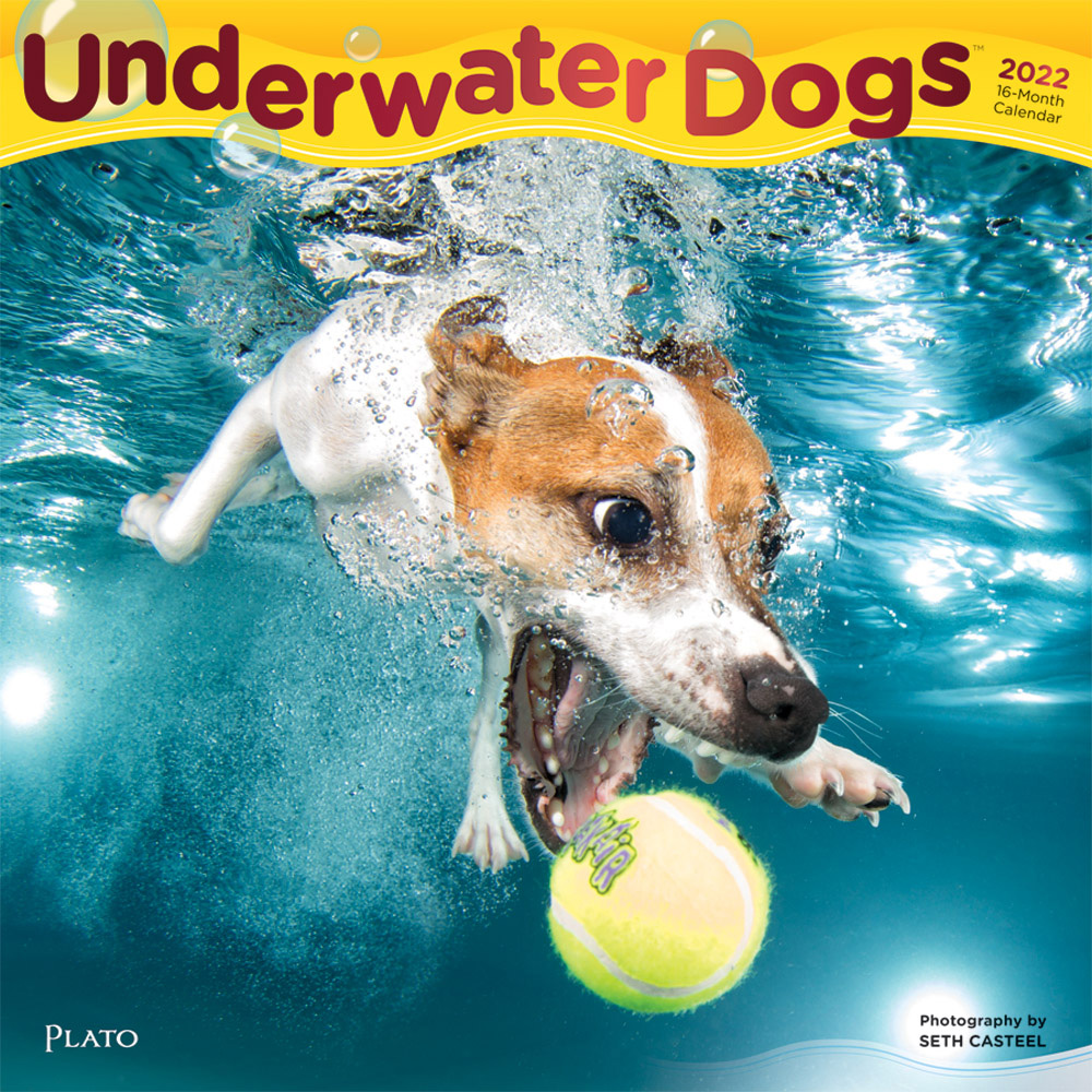 Underwater Dogs 2022 Square Wall Calendar by Plato Plato Calendars