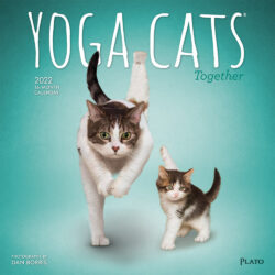 Yoga Cats Together OFFICIAL 2022 12 x 12 Inch Monthly Square Wall Calendar by Plato, Animals Humor Pets