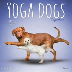 Yoga Dogs Together OFFICIAL 2022 12 x 12 Inch Monthly Square Wall Calendar by Plato, Animals Humor Pets