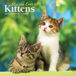 For the Love of Kittens | 2023 7 x 14 Inch Monthly Mini Wall Calendar | Foil Stamped Cover | Plato | Animals Cats Feline