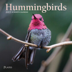 Hummingbirds | 2023 7 x 14 Inch Monthly Mini Wall Calendar | Foil Stamped Cover | Plato | Animals Wildlife