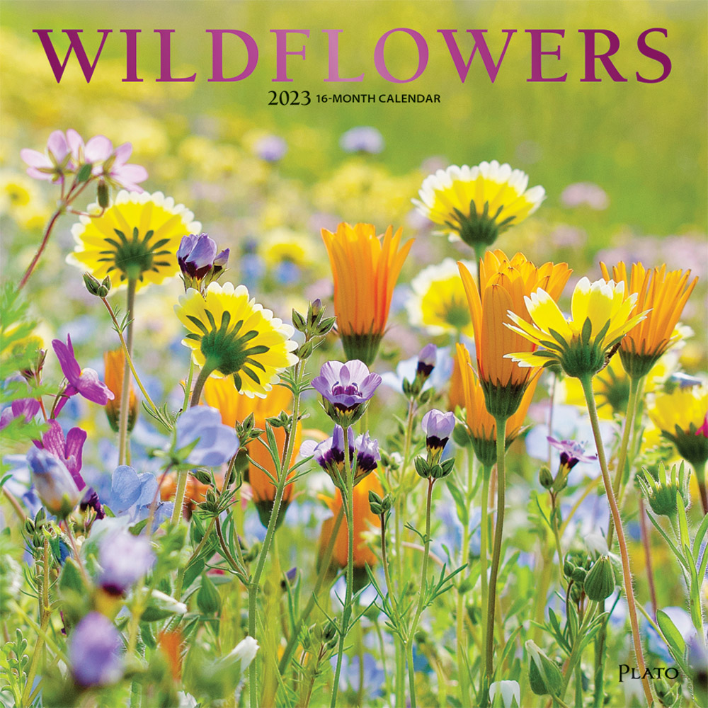 Wildflowers | 2023 12 x 24 Inch Monthly Square Wall Calendar | Foil Stamped Cover | Plato | Outdoor Plant Floral