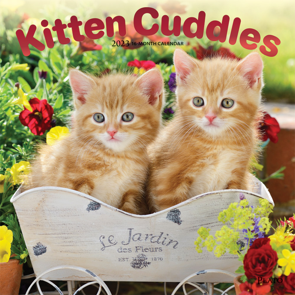 Kitten Cuddles | 2023 12 x 24 Inch Monthly Square Wall Calendar | Foil Stamped Cover | Plato | Animals Cute Cat Feline