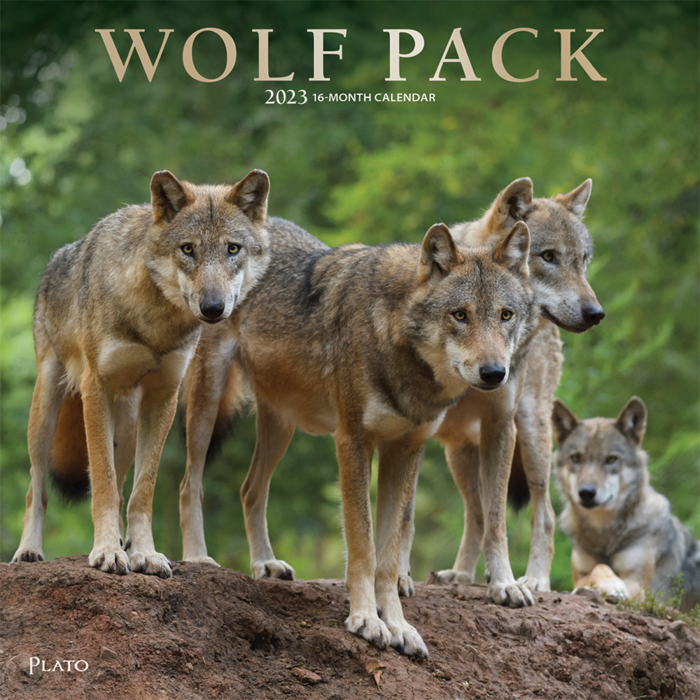 Wolf Pack | 2023 12 x 24 Inch Monthly Square Wall Calendar | Foil Stamped Cover | Plato | Wildlife Animals