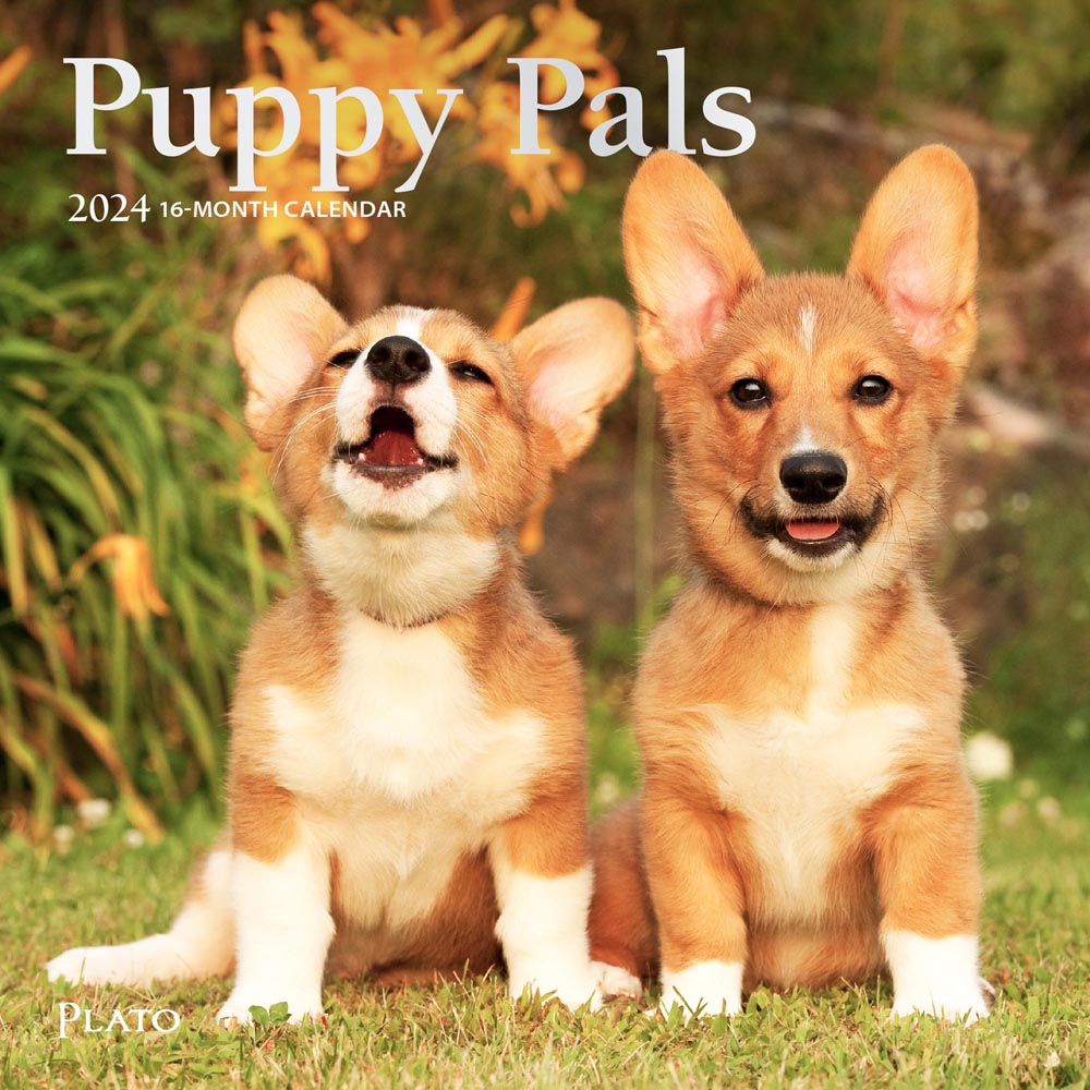 Puppy Pals | 2024 7 x 14 Inch Monthly Mini Wall Calendar | Foil Stamped Cover | Plato | Animals Dog Breeds Pets