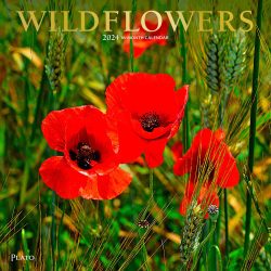 Wildflowers | 2024 12 x 24 Inch Monthly Square Wall Calendar | Foil Stamped Cover | Plato | Outdoor Plant Floral