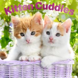 Kitten Cuddles | 2024 12 x 24 Inch Monthly Square Wall Calendar | Foil Stamped Cover | Plato | Animals Cute Cat Feline
