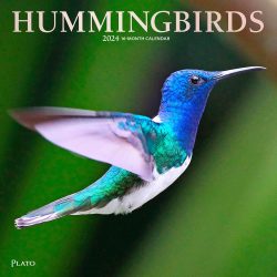 Hummingbirds | 2024 12 x 24 Inch Monthly Square Wall Calendar | Foil Stamped Cover | Plato | Animals Wildlife
