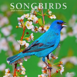 Songbirds | 2024 12 x 24 Inch Monthly Square Wall Calendar | Foil Stamped Cover | Plato | Wildlife Animals