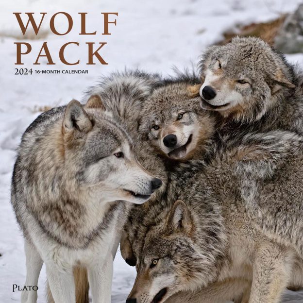 Wolf Pack | 2024 12 x 24 Inch Monthly Square Wall Calendar | Foil Stamped Cover | Plato | Wildlife Animals