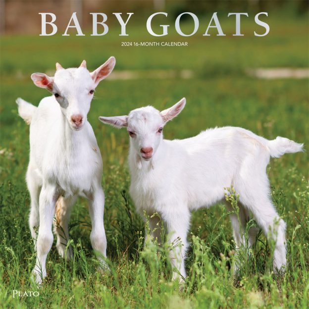 Baby Goats | 2024 12 x 24 Inch Monthly Square Wall Calendar | Foil Stamped Cover | Plato | Domestic Animals