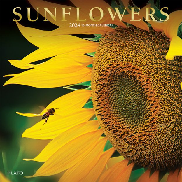 Sunflowers | 2024 12 x 24 Inch Monthly Square Wall Calendar | Foil Stamped Cover | Plato | Flower Floral Plant Outdoor Nature