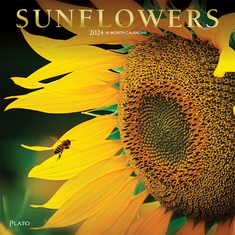 sunflowers-2024-square-wall-calendar-foil-stamped-cover-plato