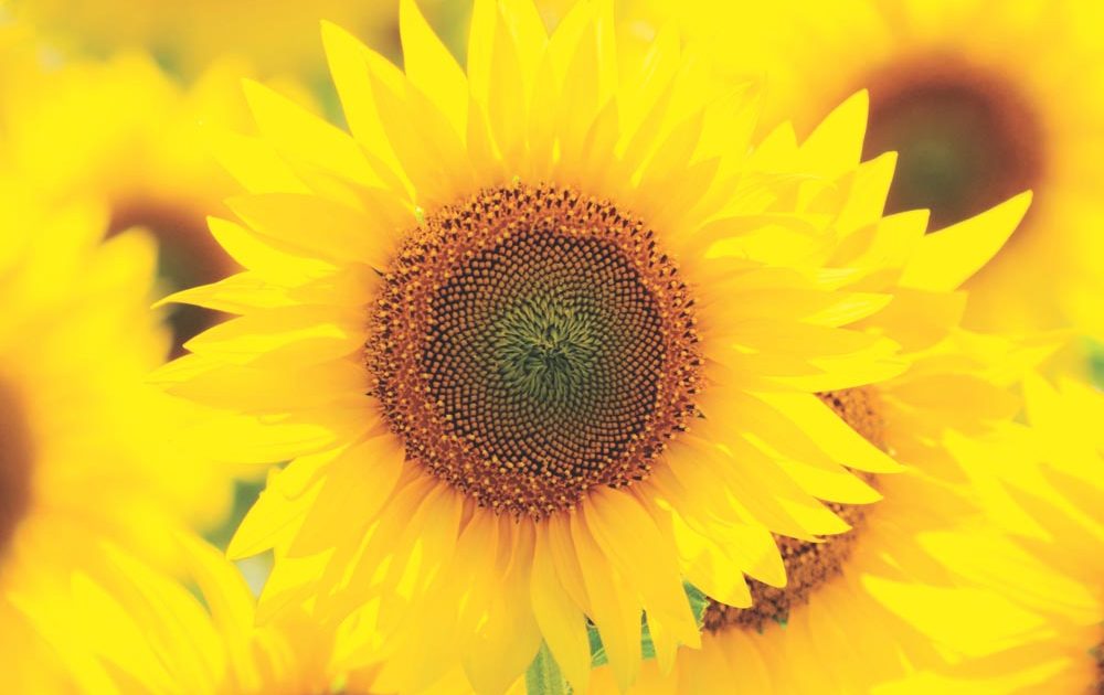 Sunflowers 2025 Square Wall Calendar Foil Stamped Cover Plato