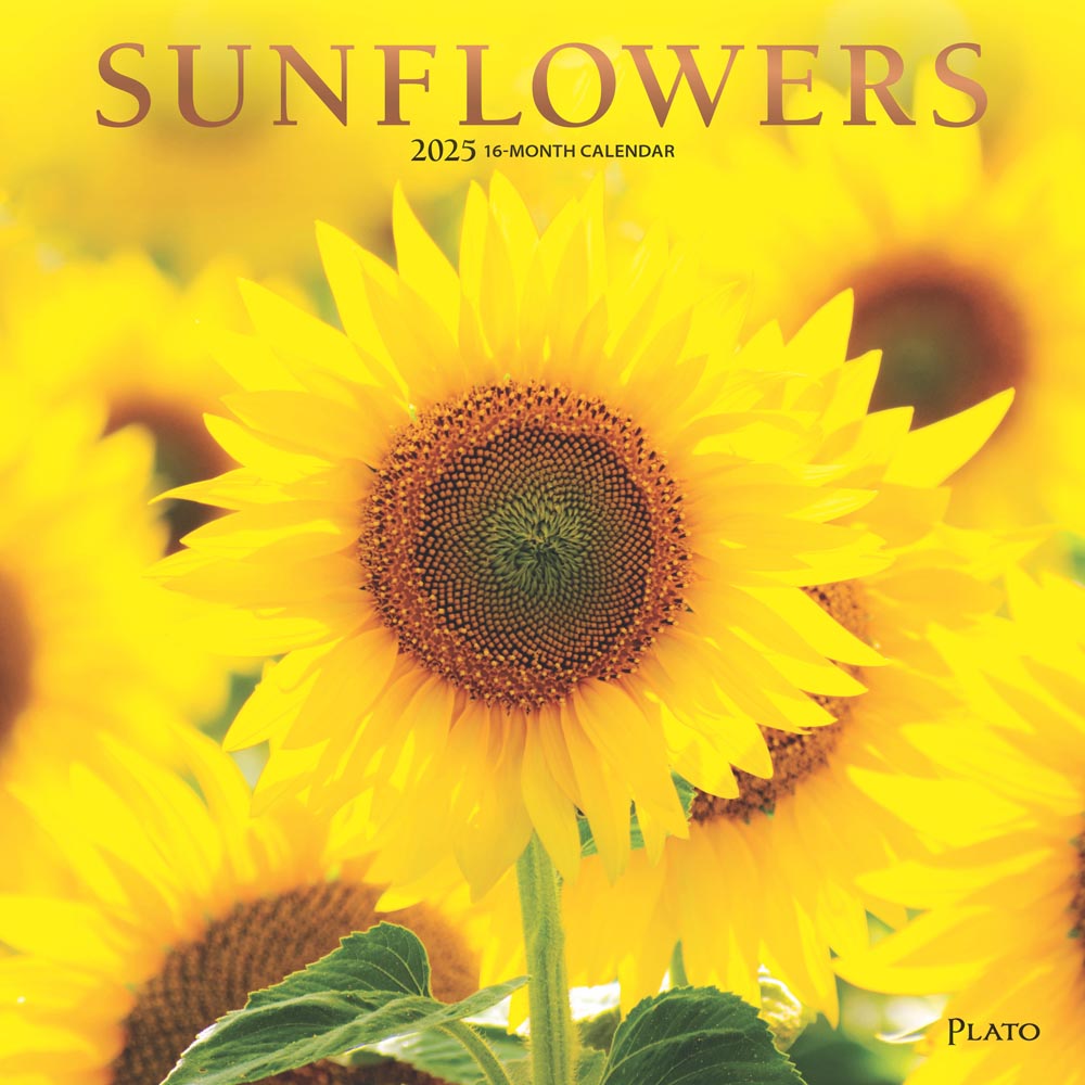 Sunflowers | 2025 12 x 24 Inch Monthly Square Wall Calendar | Foil Stamped Cover | Plato | Flower Floral Plant Outdoor Nature