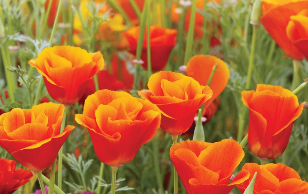 Wildflowers 2025 Square Wall Calendar Foil Stamped Cover Plato