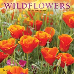 Wildflowers | 2025 12 x 24 Inch Monthly Square Wall Calendar | Foil Stamped Cover | Plato | Outdoor Plant Floral