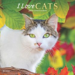 I Love Cats | 2025 12 x 24 Inch Monthly Square Wall Calendar | Foil Stamped Cover | Plato | Feline Kittens Pets