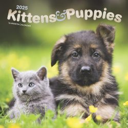 Kittens & Puppies | 2025 12 x 24 Inch Monthly Square Wall Calendar | Foil Stamped Cover | Plato | Animals Cute Kitten Pets