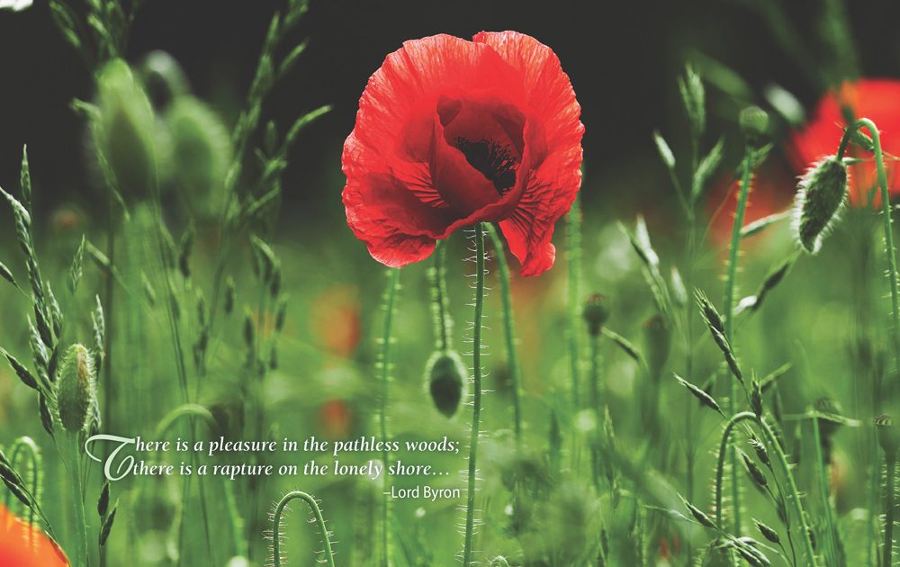 Simplicity 2025 Square Wall Calendar Foil Stamped Cover Plato