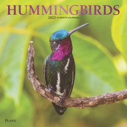 Hummingbirds | 2025 12 x 24 Inch Monthly Square Wall Calendar | Foil Stamped Cover | Plato | Animals Wildlife
