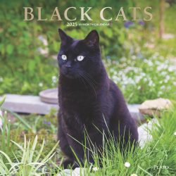 Black Cats | 2025 12 x 24 Inch Monthly Square Wall Calendar | Foil Stamped Cover | Plato | Animals Kittens Feline
