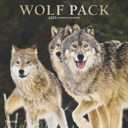 Wolf Pack | 2025 12 x 24 Inch Monthly Square Wall Calendar | Foil Stamped Cover | Plato | Wildlife Animals
