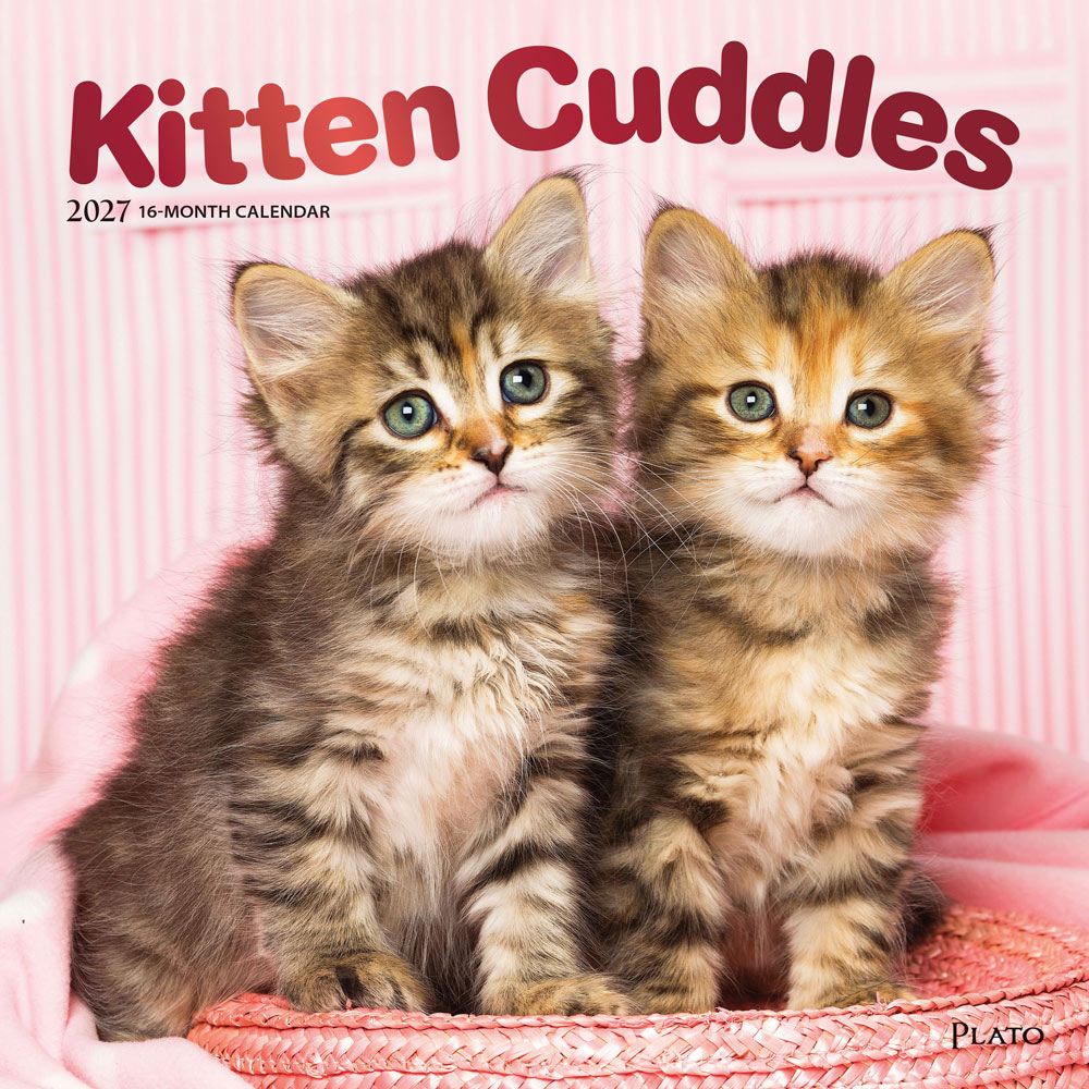 Kitten Cuddles | 2027 12 x 24 Inch (Hanging) Monthly Square Wall Calendar | Foil Stamped Cover | Plato | Animals Cute Cat Feline