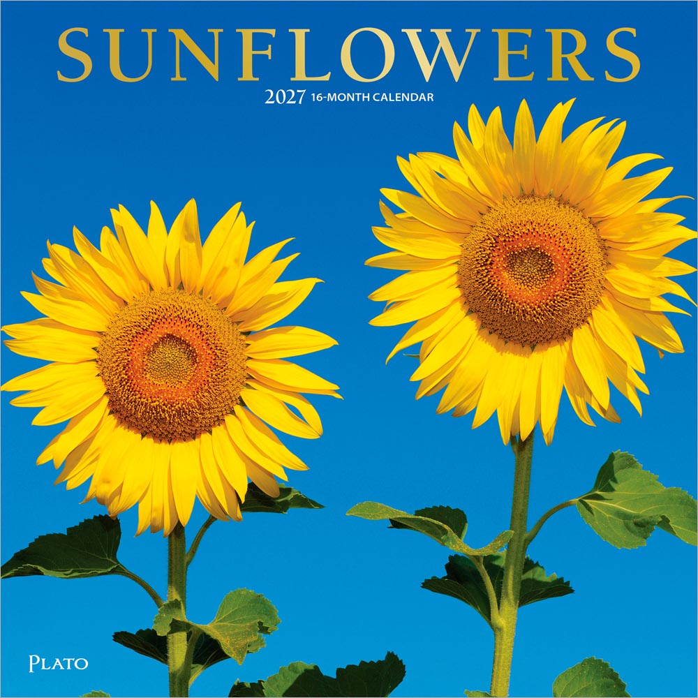 Sunflowers | 2027 12 x 24 Inch (Hanging) Monthly Square Wall Calendar | Foil Stamped Cover | Plato | Flower Floral Plant Outdoor Nature