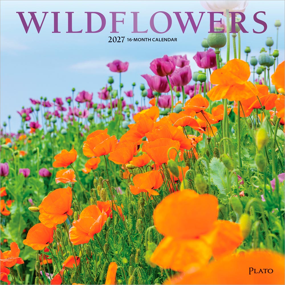 Wildflowers | 2027 12 x 24 Inch (Hanging) Monthly Square Wall Calendar | Foil Stamped Cover | Plato | Outdoor Plant Floral