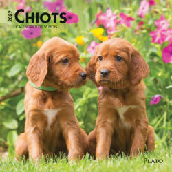 Chiots | 2027 7 x 14 Inch (Hanging) Monthly Mini Wall Calendar | French Language | Plato | Animals Dog Breeds Puppies