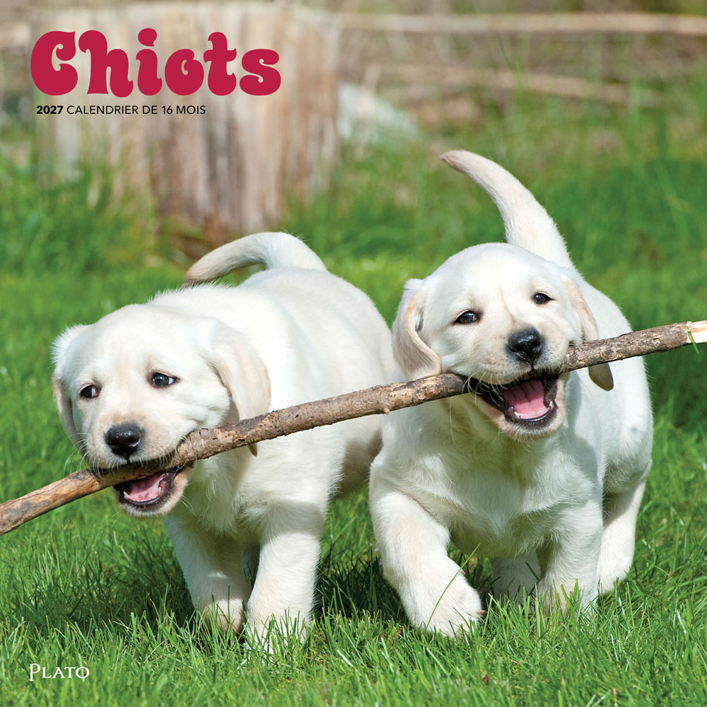 Chiots | 2027 12 x 24 Inch (Hanging) Monthly Square Wall Calendar | French Language | Plato | Animals Dog Breeds Puppies